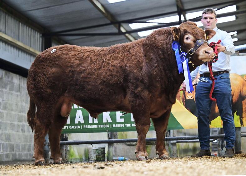 Bidding frenzy at final Limousin sale of the year