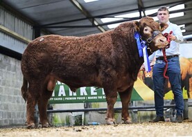 Bidding frenzy at final Limousin sale of the year