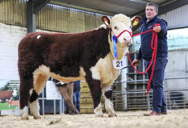 Glaslough leads premier Hereford heifer sale at €5,900