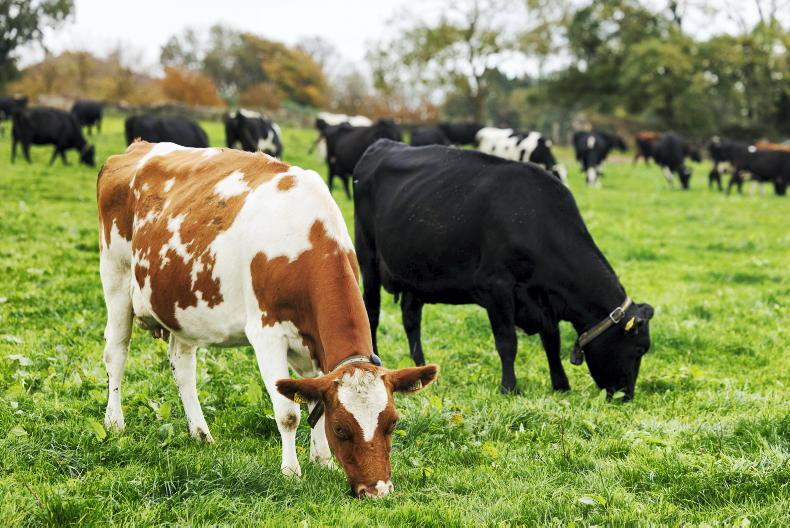 Evaluating stocking rate for 2026