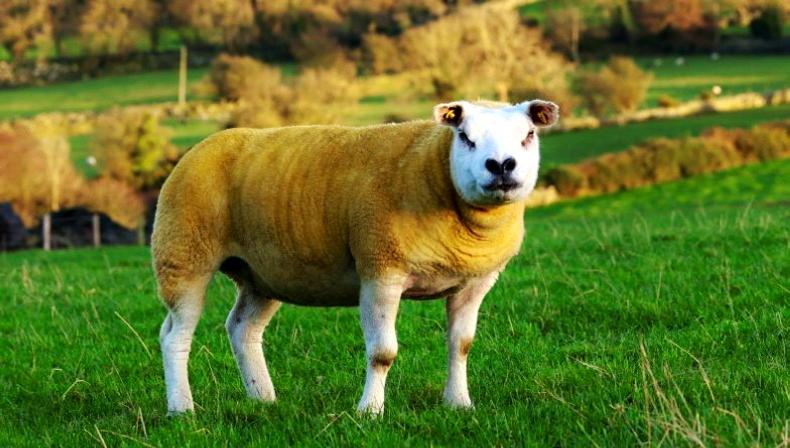 Southeast region gears up for 6th annual In-lamb sale