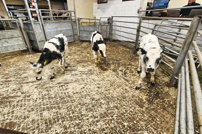 Camera at the Mart: full clearance of cows and calves in Bandon