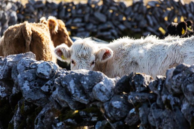 Uncertain future for ACRES in next CAP - IFA