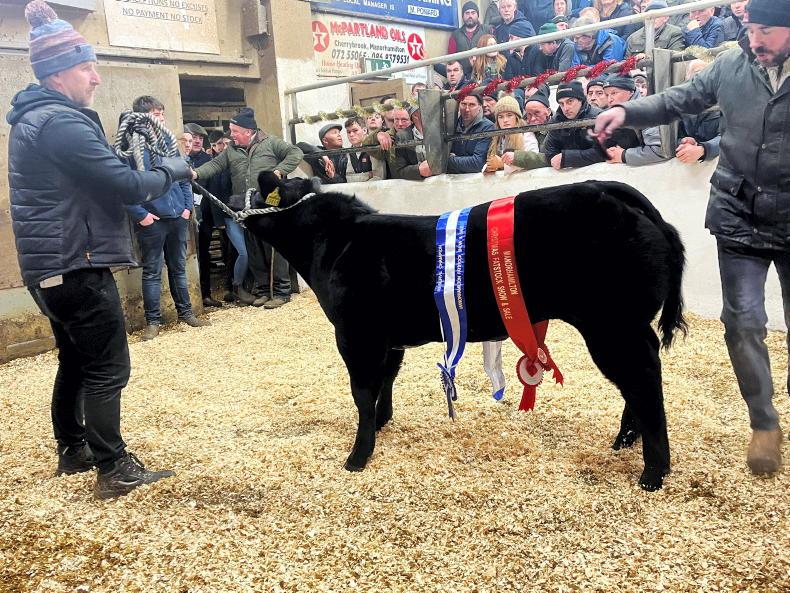 Camera at the Mart: festive frenzy at Manorhamilton Christmas fatstock