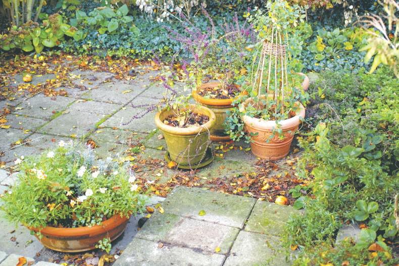 Gardening with Paul: A fresh start begins in the garden...           