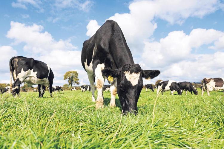 Added value is key for Irish dairy success
