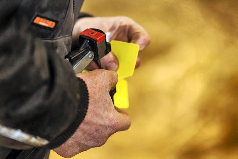 New plan to roll out electronic cattle tags