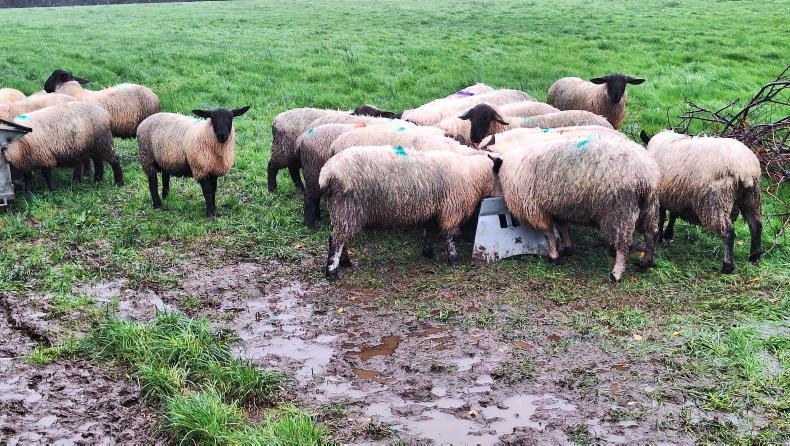 Sheep management: finishing lambs indoors and reviewing straw supplies