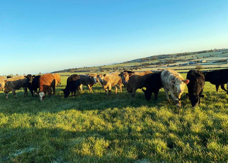 Dawn Meats ACTIVATE programme looking to build on early success       