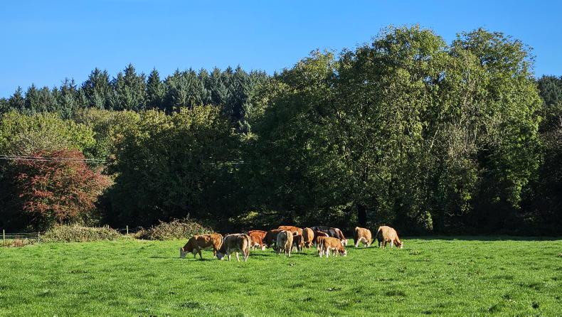 Farmer Writes: a break from social media at Christmas