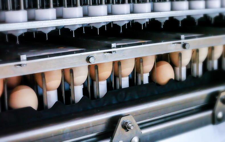 How vaccination built the modern poultry industry
