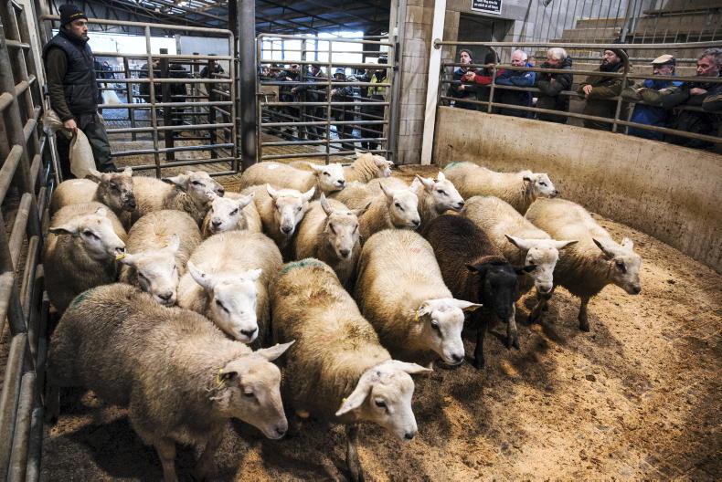 Sheep mart prices: regional variation in lamb prices 