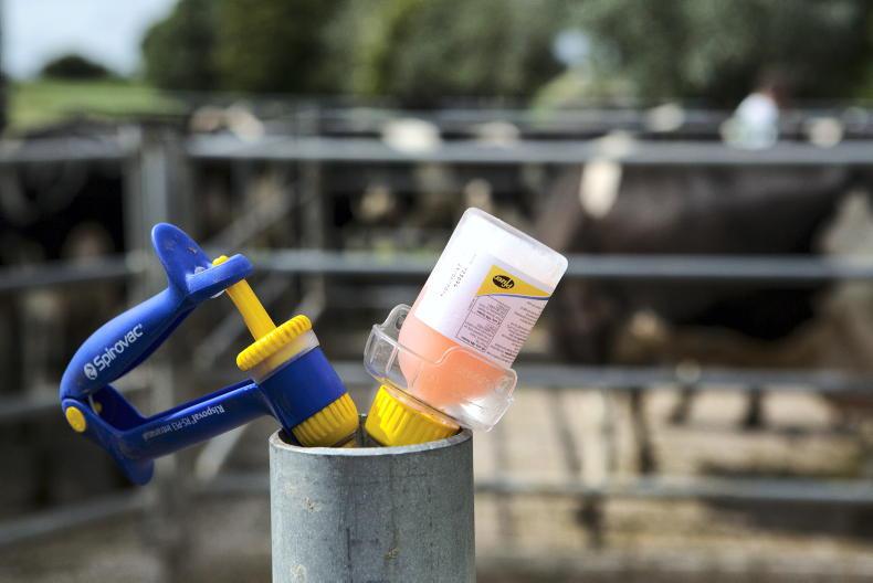 Green light for bluetongue vaccines as Minister warns of heightened risk