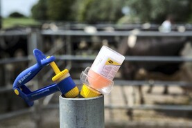 Green light for bluetongue vaccines as Minister warns of heightened risk