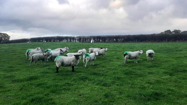 New €uro-Star indexes predicted to add €35m to sheep industry