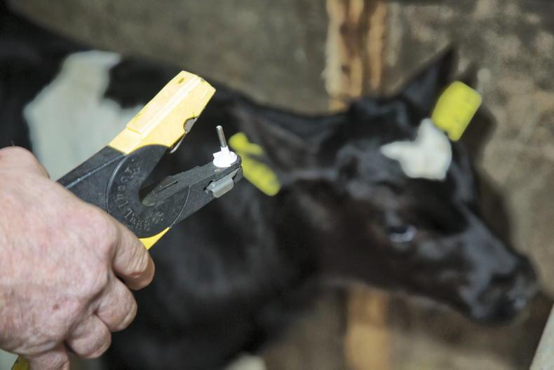 Tighter movement restrictions for BVD herds