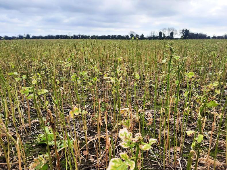 Tillage Management: cover crop management from 1 January