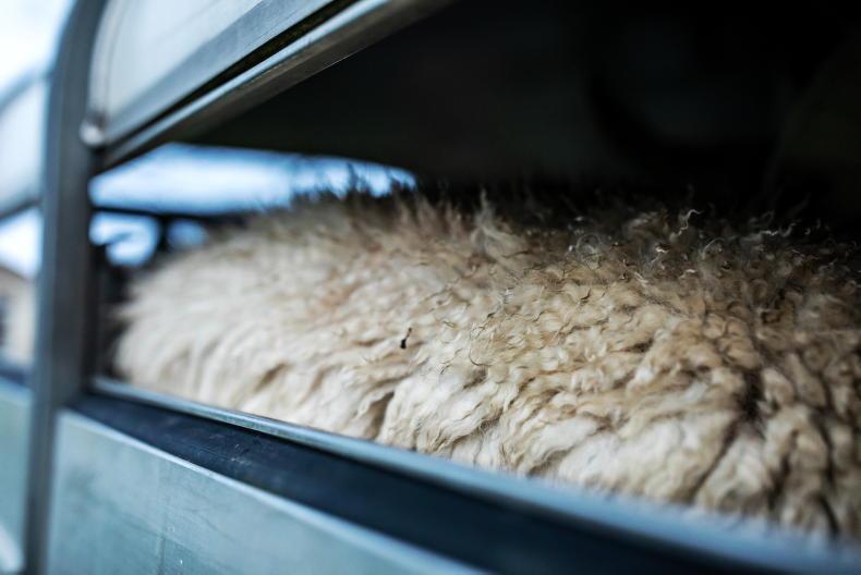 NI sheep kill climbs above 10,000 head