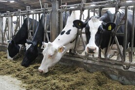 Milk processors take up to 3.5p off prices