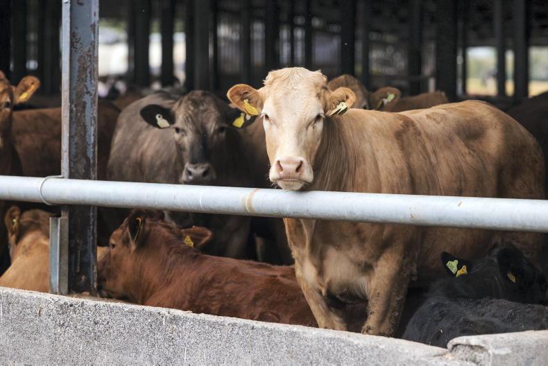 IMP and the death of co-op meat processing