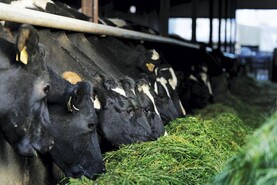 Dairy Management: new stocking rate rules explained