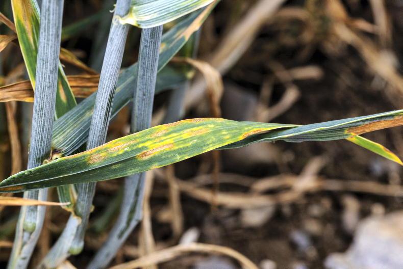 Weed risks should be added to plant health strategy