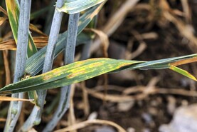 Weed risks should be added to plant health strategy