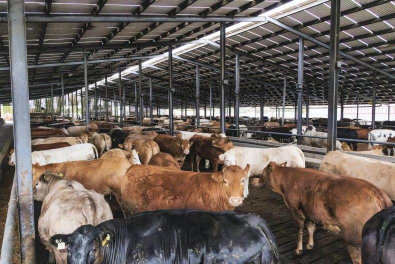 Why co-ops failed in the meat business