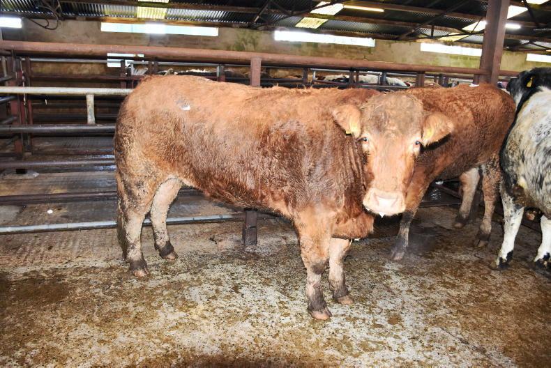 Camera at the Mart: prices defy factory quotes at Keady