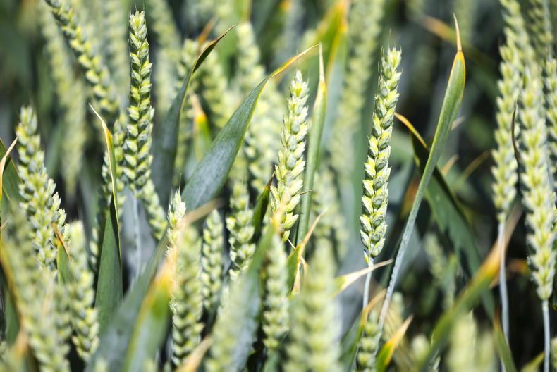 Grain Trends: highs and lows of the tillage year