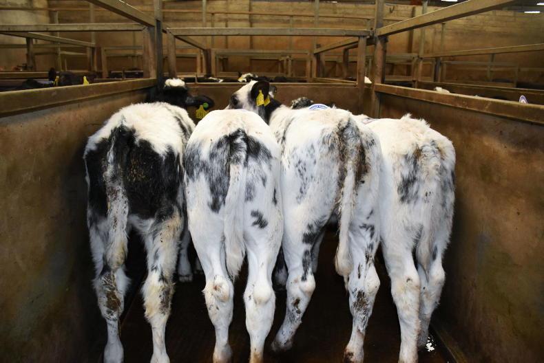 Rules eased in Co Down bluetongue zone