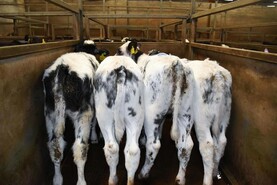 Rules eased in Co Down bluetongue zone