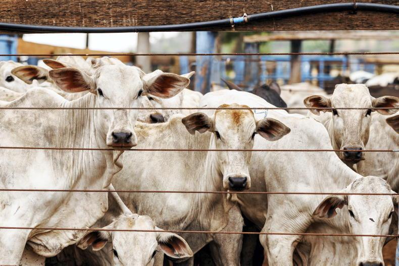 Surge in foreign beef imports into the UK