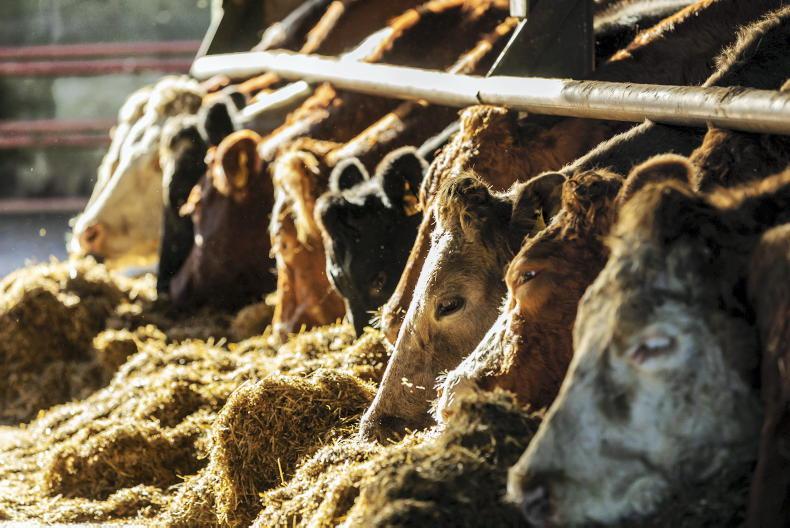 Managing liver fluke: farmers advised to act now to protect livestock