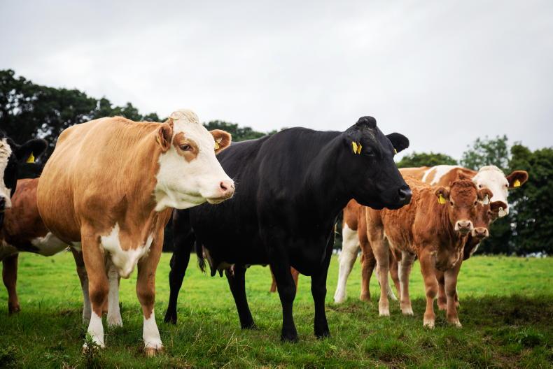 Suckler cow numbers drop to 55-year low