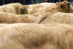Camera at the Mart: Kenmare Mart rounds out successful year of sales