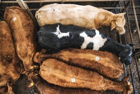 Meat factories want next CAP to go big on headage to shore up supplies