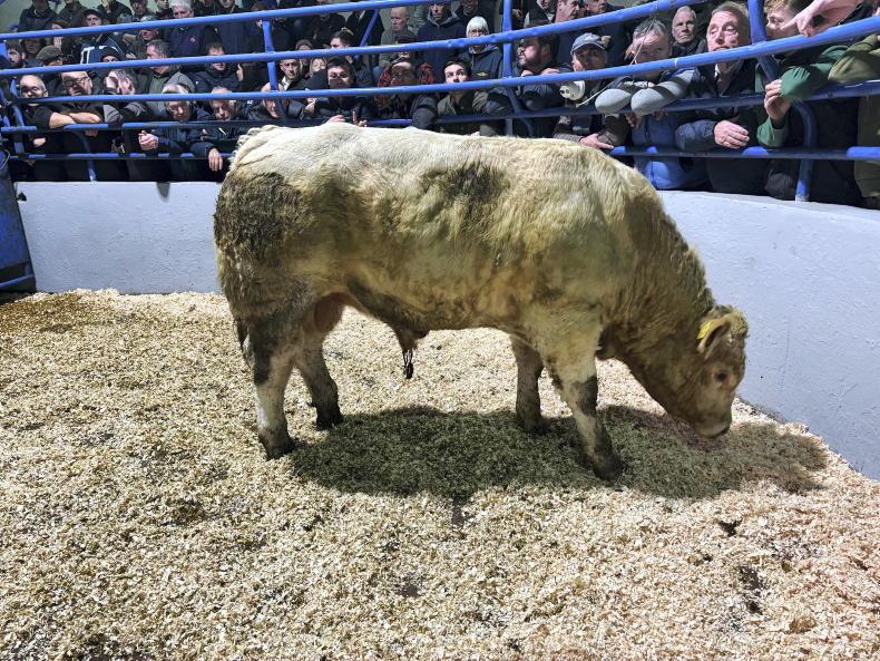 Martbids Database: record increases in cattle prices in 2025