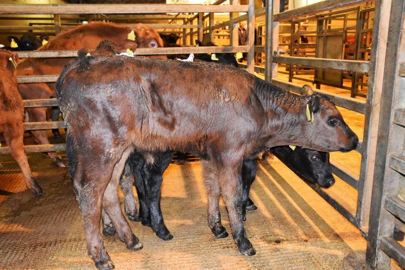 Demand remains strong at Dungannon sale