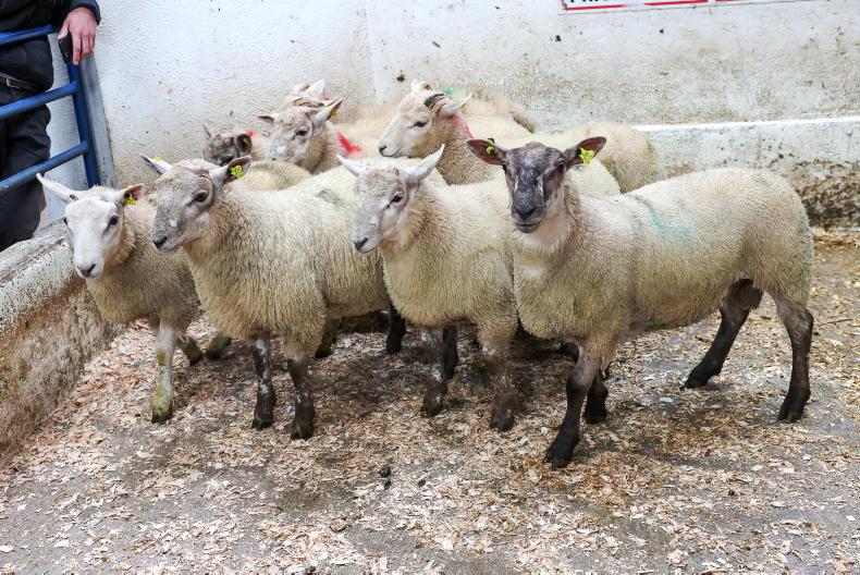 New Zealand lamb crop rises by 1%