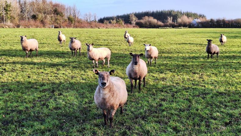 Sheep management: ewe condition, drafting lambs and sheep census returns