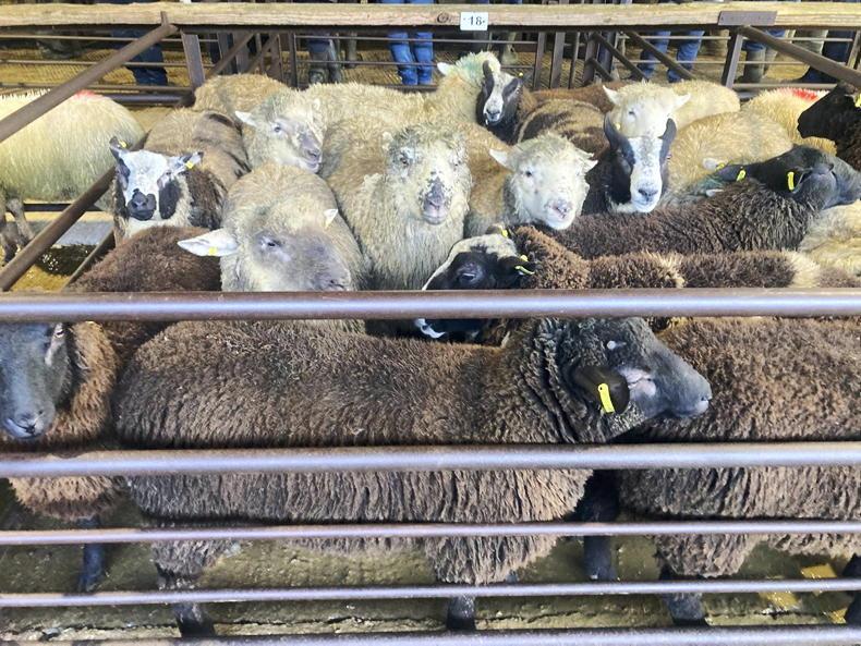 Camera at the Mart: little change in pre-Christmas Dowra sale prices