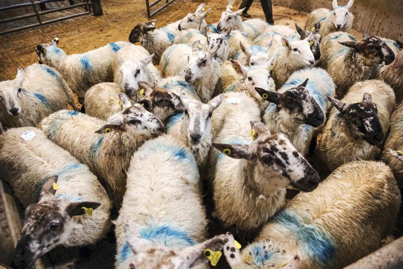 Don't count sheep if you want to sleep                         