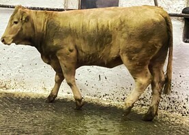 Store bullocks up over €1000/head in 2025