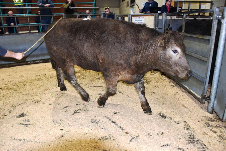 Mart trade softens in run up to Christmas