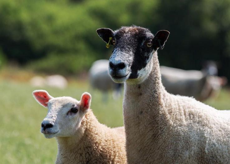 Falling trends in sheep production in 2026