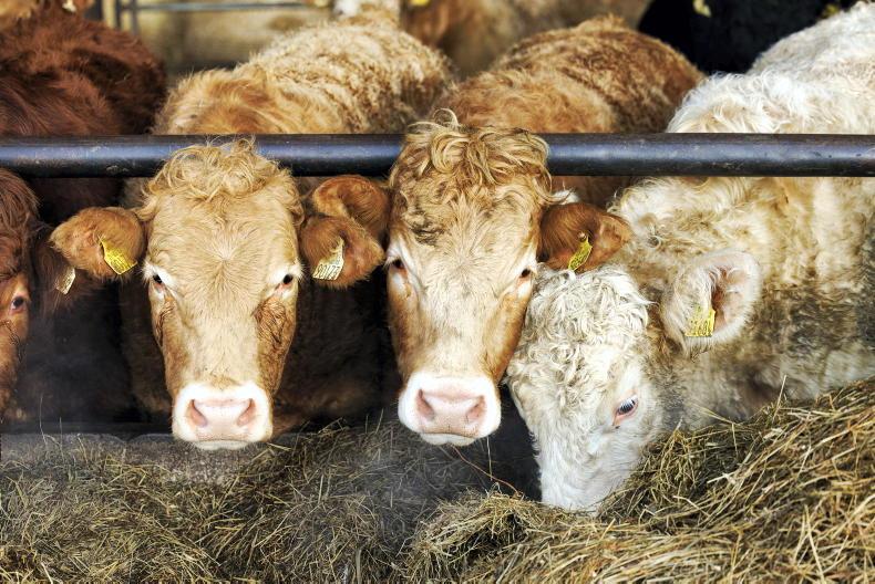 Beef Management: weighing weanlings, scour vaccines and lice