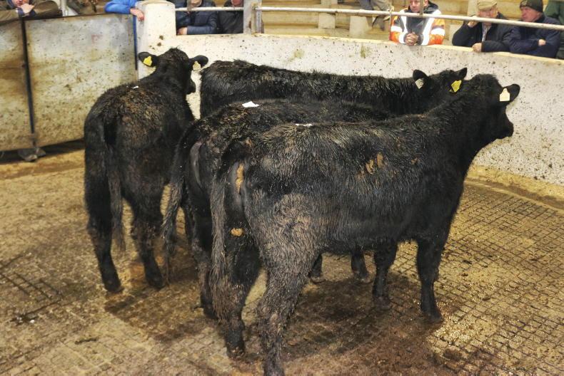 Camera at the Mart: less bite for weanlings in Cashel