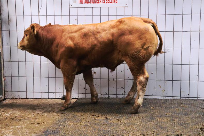 Weanling exports fall by 28% in 2025