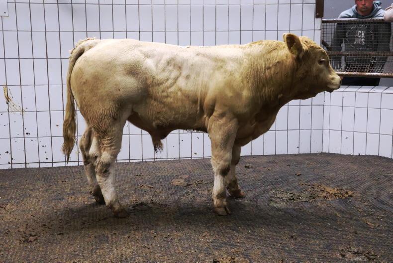 Weanling prices surge by €1,000/hd